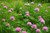 Strawberry Clover