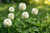 White Dutch Clover