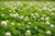 Ladino White Clover