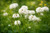 Berseem Clover