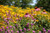 Pollinator Paradise Flowering Lawn Seed Mix