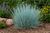 Little Bluestem Grass Seeds
