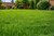 Perennial Rye Grass Seeds