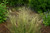 Indian Ricegrass
