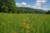 Tall Grass Seeds Mix