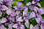 Purple Opal Basil Seeds