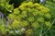 Long Island Mammoth Dill