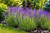 Lavender Plant