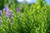 Rosemary Herb