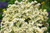 Baby's Breath Covent White