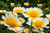 Garland Daisy Flowers