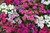 Dianthus Flowers