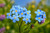 Forget Me Not Flowers