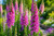 Foxglove Flowers