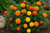 Dwarf French Marigold Flowers