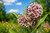 Common Milkweed