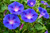 Morning Glory Flowers