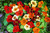 Jewel Nasturtium
