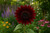 Chocolate Cherry Sunflower