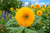Dwarf Sungold Sunflowers