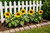 Dwarf Sunspot Sunflowers