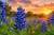 Texas Bluebonnet Flowers