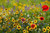Eastern Pollinator Wildflower Mix Seeds