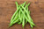 Provider Bush Bean Seeds