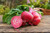 Chioggia Bassano Beet Seeds