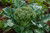 Green Sprouting Broccoli