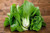Pak Choi Cabbage