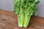 Utah Tall Celery