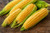 Golden Bantam Corn