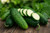 Boston Pickling Cucumber