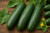 Marketmore 76 Cucumbers