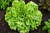Broadleaf Batavian Endive Seeds