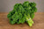 Dwarf Siberian Kale