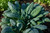 Lacinato Kale