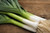 American Flag Leek