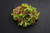 Spicy Microgreens Mix