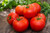 Ace 55 Tomatoes