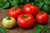 Brandywine Tomato