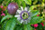 Purple Passion Fruit