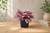 Dwarf Pink Polka Dot Plant