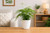 Asparagus Fern