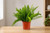 Foxtail Fern