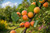 Mandchurian Apricot