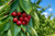 Sweet Cherry Tree Seeds