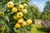 Common Quince