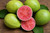 Common Guava